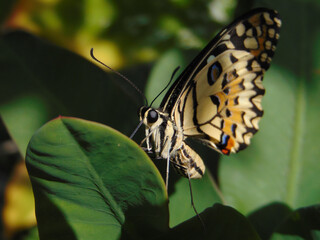 butterfly perched on the green leaf. photo can explain about insects, butterflies, animals, and biology