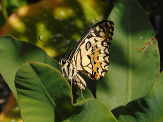 butterfly perched on the green leaf. photo can explain about insects, butterflies, animals, and biology