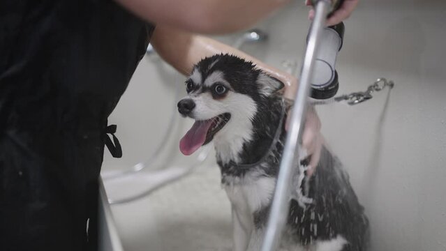 cute Alaskan Klee Kai dog in bathroom of grooming center or pound, groomer is washing puppy