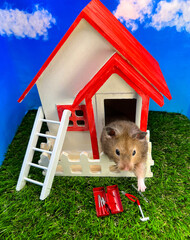 Cute Syrian hamster in a tiny house with a toolbox and ladder