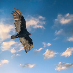 Turkey Vulture, Late Afternoon