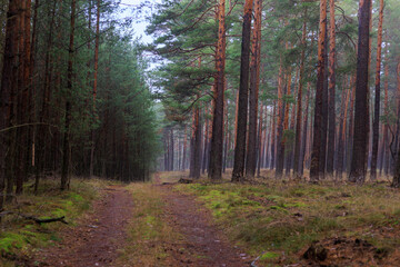 Obraz premium Wanderung im Wald, nasse Bäume im Winter
