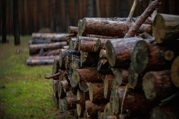 Nasser Polter im Wald