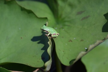 ニホンアマガエル