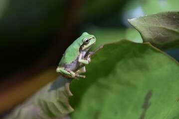 ニホンアマガエル