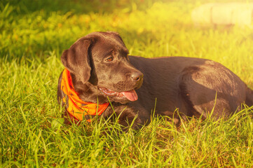 A young black labrador retriever dog. Halloween, a dog in a bandana.