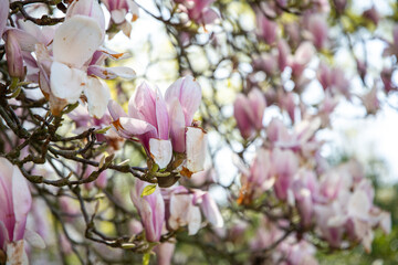 flowering magnolia tree with large pink flowers slightly frost damaged