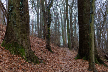 Fototapeta premium Herbst und Winter im Wald