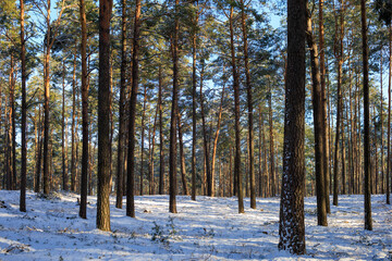 Winterwald, Wanderung im Winter im Wald