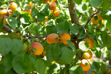 Fresh ripe apricots hanging on tree branches in green foliage of fruit garden..