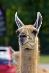 Obraz premium close up of a friendly guanaco