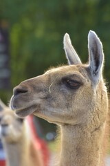 Fototapeta premium close up of a friendly guanaco