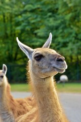 close up of  a friendly guanaco