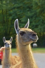 close up of  a friendly guanaco