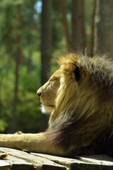 portrait of a lion