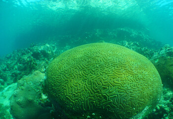 Naklejka na ściany i meble coral reef , underwater scene , caribbean sea , Venezuela 