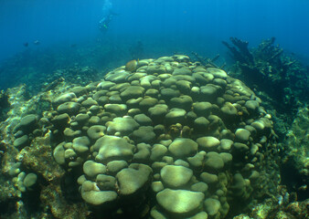 coral reef , underwater scene , caribbean sea , Venezuela  