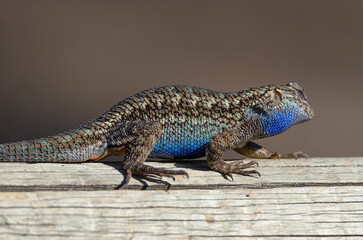 Spiny lizard shown walking on a log in Southern California. - Powered by Adobe