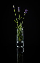 Three lavender stems placed in a shot glass reflecting on black background