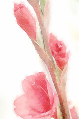 Flower watercolor painting close up pink gladiolus.