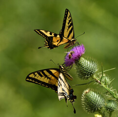 two tigerswallows and the bee