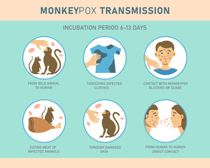 Monkeypox virus transmission infographics with icons. Vector flat illustration for medical concept. Design for banner, poster, flyer.
