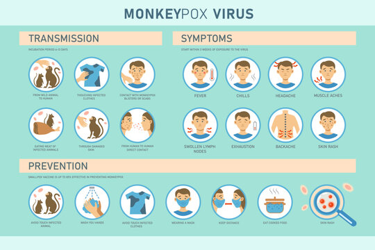 Monkeypox virus transmission, symptoms and prevention infographics with icons. Vector flat illustration for medical concept. Design for banner, poster, flyer.