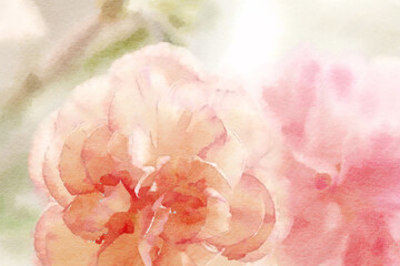 Romantic flower watercolor painting close up of pink and orange peony flowers.