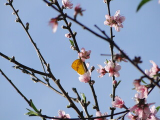 Peach blossom