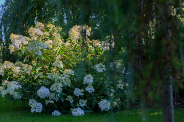 Hydrangea paniculata vanille fraise