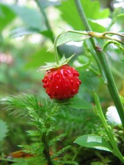wild strawberries in a forest