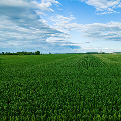 Cloud covered sky over growing cornfield