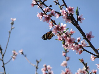 blossom
