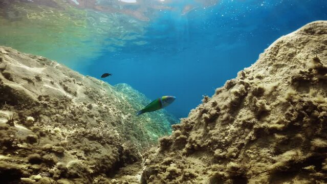 Little parrotfish green swimming underwater in the ocean