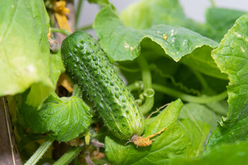 A young green fresh cucumber hangs on a branch - the crop is ripe, harvest, fresh green vegetables, growing vegetables, healthy lifestyle, healthy eating