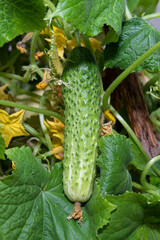 A young green fresh cucumber hangs on a branch - the crop is ripe, harvest, fresh green vegetables, growing vegetables, healthy lifestyle, healthy eating