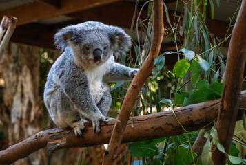 Koala ( Phascolarctos cinereus) - obrazy, fototapety, plakaty