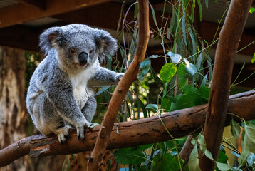 Koala ( Phascolarctos cinereus) © Tara