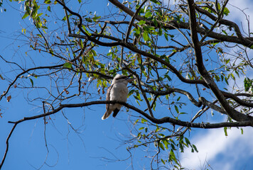 Laughing Kookaburra (Dacelo novaeguineae)
