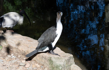 Little Pied Cormorant (Microcarbo melanoleucos)