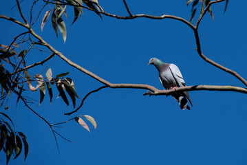 Rock Pigeon (Columba livia)