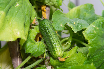 A young green fresh cucumber hangs on a branch - the crop is ripe, harvest, fresh green vegetables, growing vegetables, healthy lifestyle, healthy eating