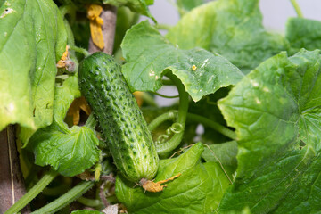 A young green fresh cucumber hangs on a branch - the crop is ripe, harvest, fresh green vegetables, growing vegetables, healthy lifestyle, healthy eating