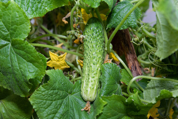 A young green fresh cucumber hangs on a branch - the crop is ripe, harvest, fresh green vegetables, growing vegetables, healthy lifestyle, healthy eating