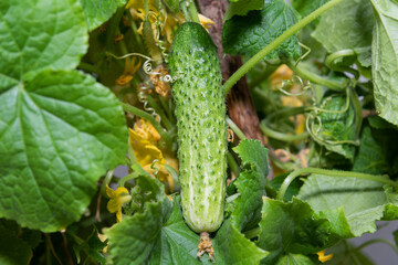 A young green fresh cucumber hangs on a branch - the crop is ripe, harvest, fresh green vegetables, growing vegetables, healthy lifestyle, healthy eating