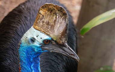 Southern Cassowary (Casuarius casuarius)