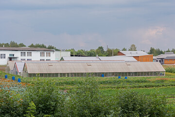 Long greenhouses for growing vegetables on a home farm - farming, vegetable garden, growing vegetables, harvesting, healthy lifestyle, ecological products