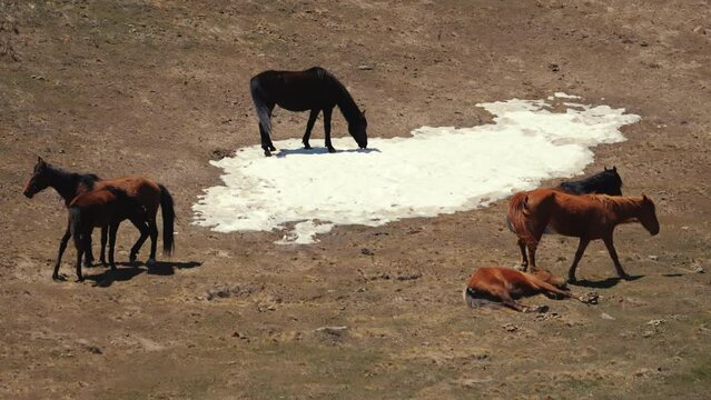 horses in the field in the Caucasus mountains, Georgia. natural free breeding. High quality 4k footage