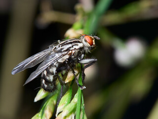 fly on a leaf