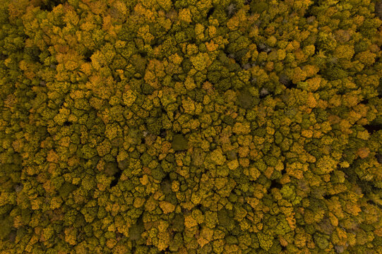 autumn forest from above